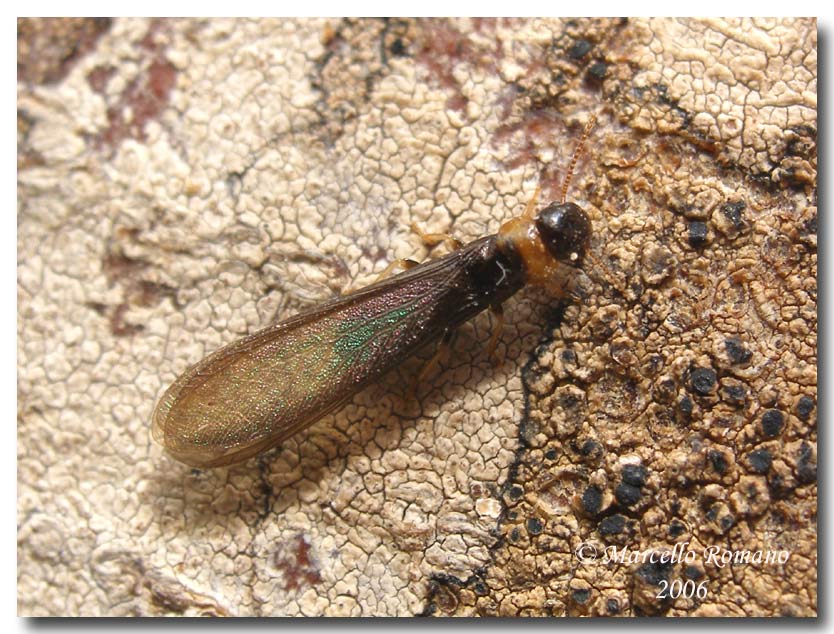 Che insetto  ? (quiz) Kalotermes flavicollis